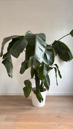 Strelitzia nicolai kamerplant, Maison & Meubles, Enlèvement