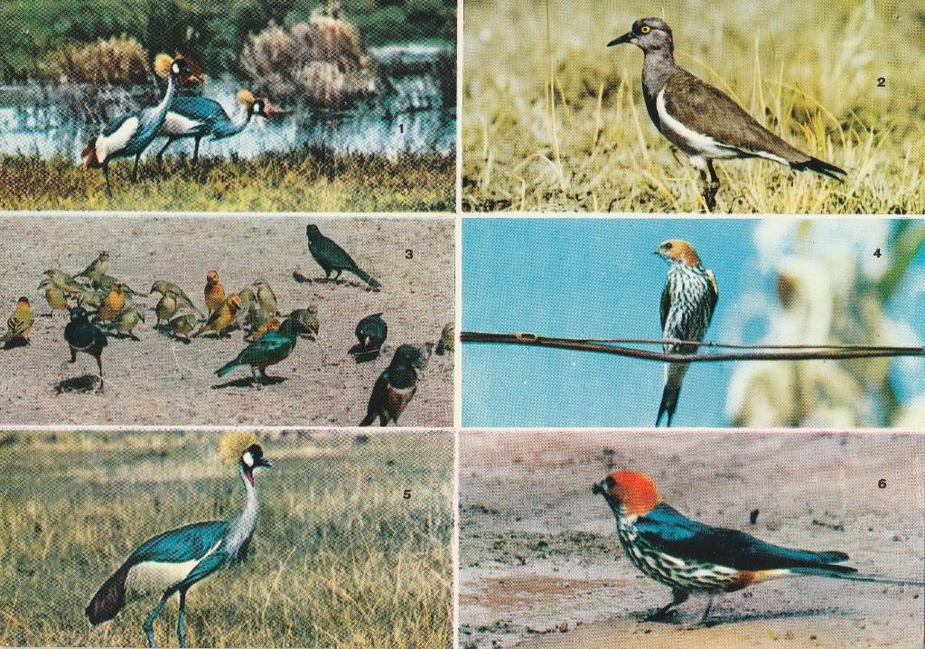 VOGELS  UIT  AFRIKA, Verzamelen, Postkaarten | Dieren, Verzenden, Ongelopen, Vogel