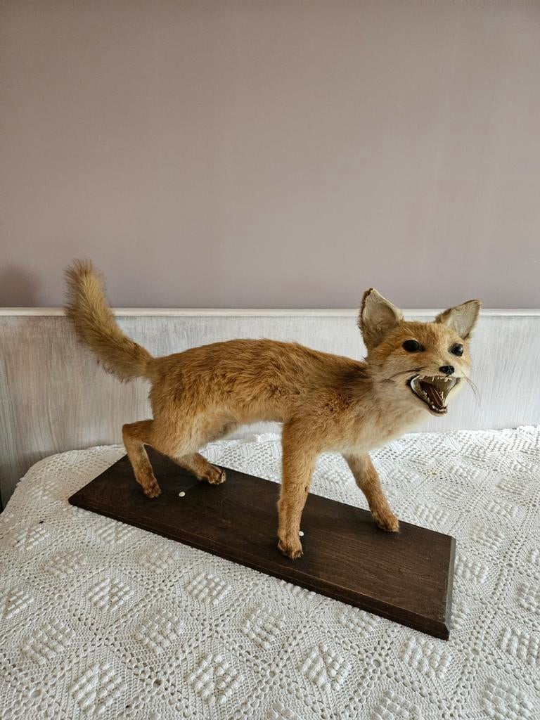 Renard taxidermie