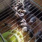 Raszuiver Mechelse koekoek haantjes, Dieren en Toebehoren