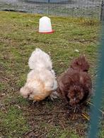 Broedeieren zijdehoen, Sexe inconnu, Poule ou poulet