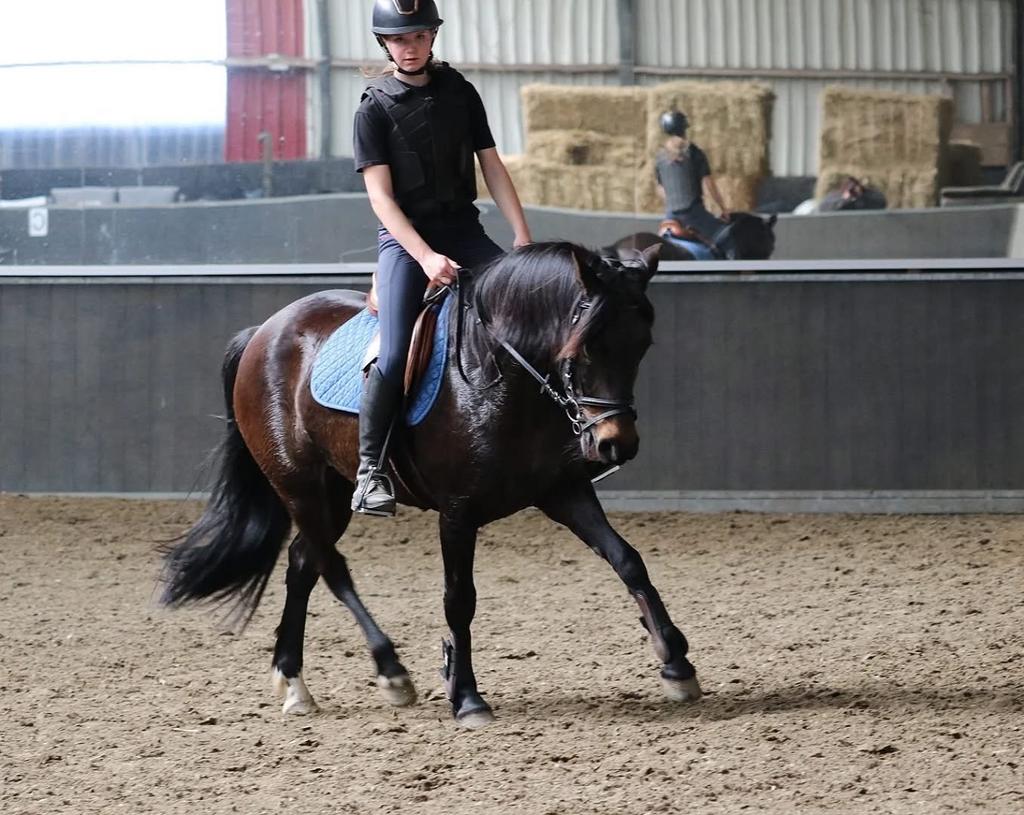 All round New Forest D pony, Dieren en Toebehoren, Merrie, Springpony, 11 jaar of ouder, D pony (1.37m tot 1.48m)