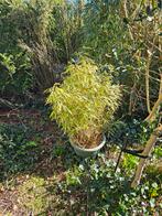 Bambou : espèce Fargesia, Enlèvement, Bambou, Haie