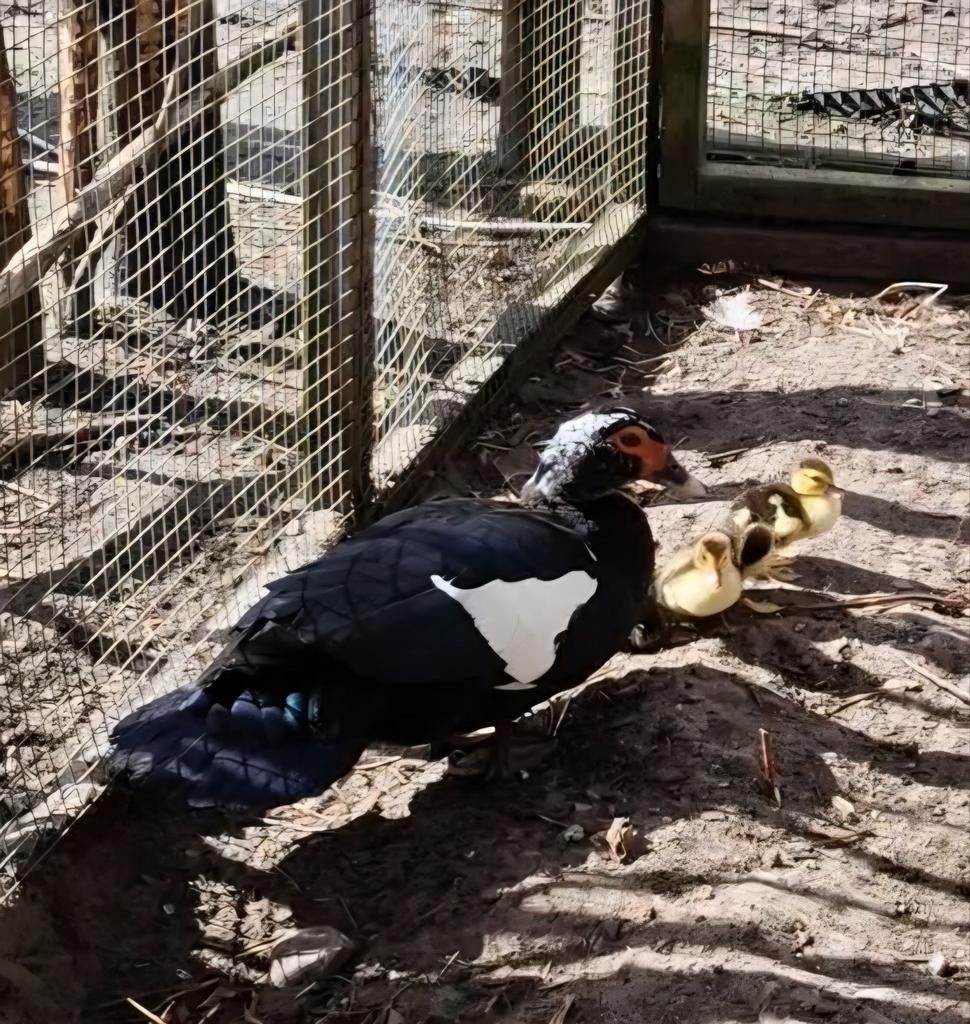 Barberie muskus eenden pulletjes kuikens, Dieren en Toebehoren