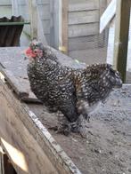 Jong haantje, Animaux & Accessoires, Volatiles, Mâle, Poule ou poulet