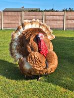 Broedeieren van ardenner kalkoenen. Verse eieren en worden d, Dieren en Toebehoren