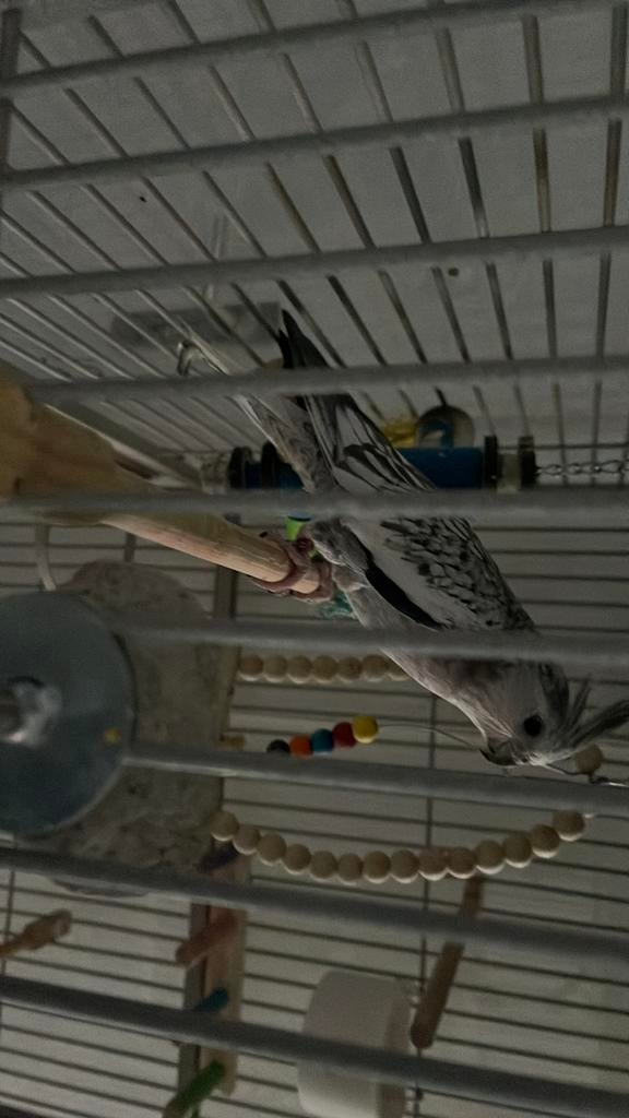 Couple calopsitte bien lire l’annonce, Dieren en Toebehoren, Vogels | Parkieten en Papegaaien, Vrouwelijk