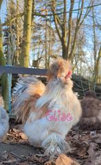 Prachtige usa zijdehoen haan, Mannelijk, Kip