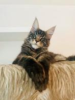 Maine Coon kittens beschikbaar!, Plusieurs animaux, Vermifugé, 0 à 2 ans