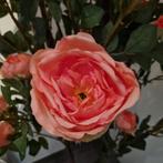 kunst rozenstruiken in verschillende kleuren, Volle zon, Vaste plant, Zomer, Ophalen