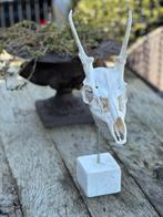 Schedel op marmeren voet, Antiek en Kunst, Ophalen