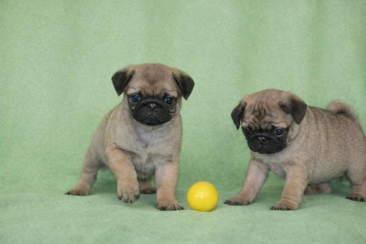 Prachtige Mopshond pupjes, Dieren en Toebehoren, Honden | Bulldogs, Pinschers en Molossers, Meerdere dieren, Overige rassen, Fokker | Professioneel