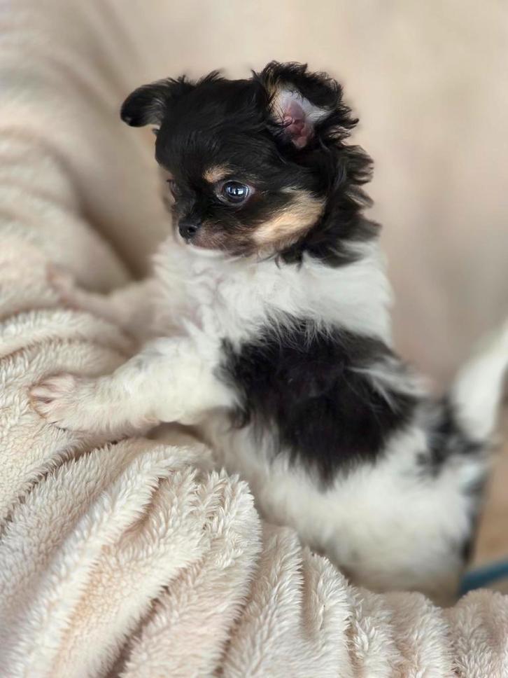 Chihuahua pup, Dieren en Toebehoren, Honden | Chihuahua's en Gezelschapshonden, Reu, Chihuahua, Fokker | Hobbymatig, Eén hond