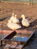 BROEDEIEREN Hollandse Kwakers korte bekjes., Dieren en Toebehoren, Pluimvee, Eend
