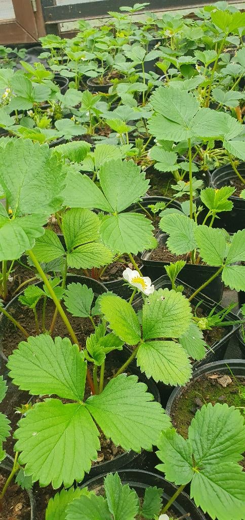 Aardbeiplantjes, Tuin en Terras, Planten | Tuinplanten, Ophalen, Fruitplanten