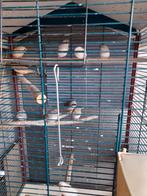 10 zebravinken, Dieren en Toebehoren, Vogels | Kanaries, Meerdere dieren