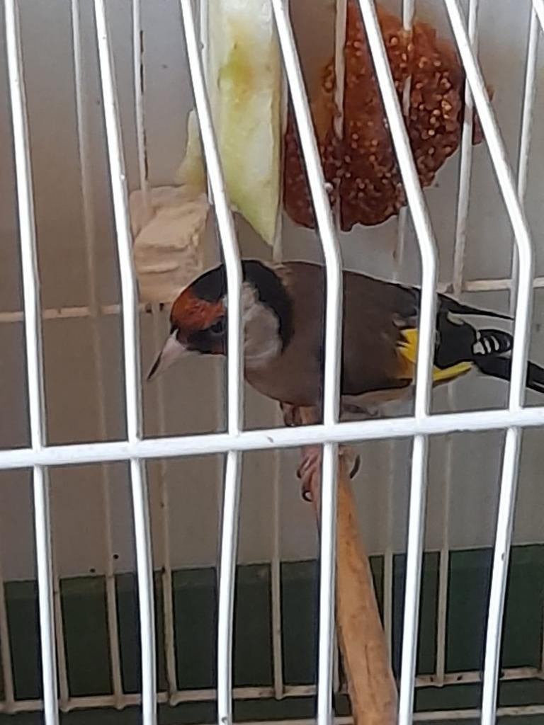 Parva maroc, Animaux & Accessoires