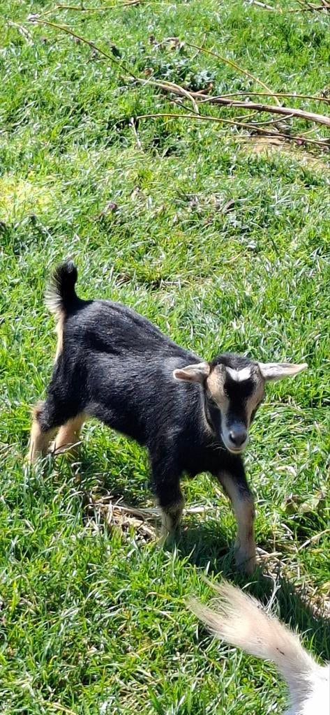 Dwerggeitje mieke, Dieren en Toebehoren, Schapen, Geiten en Varkens, Geit