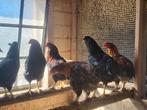Hanen marans en Auraucana, Dieren en Toebehoren, Mannelijk, Kip