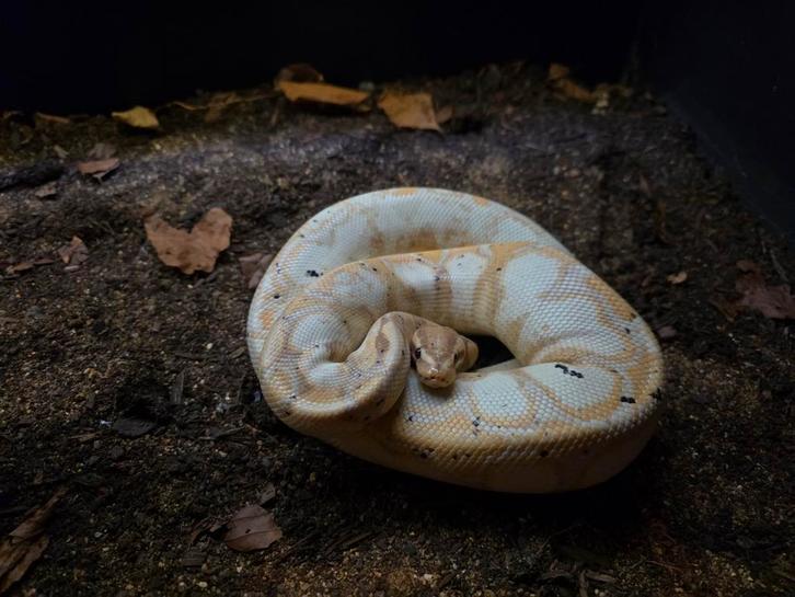 1.0 Super Banana Calico, NK '24, Animaux & Accessoires, Reptiles & Amphibiens