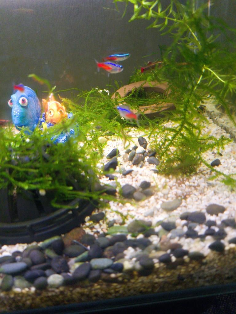 Neon's 5× 1 euro het stuk