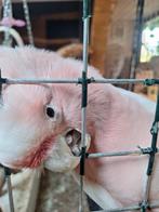 Cacatoes inka, Mâle, Perroquet, Bagué