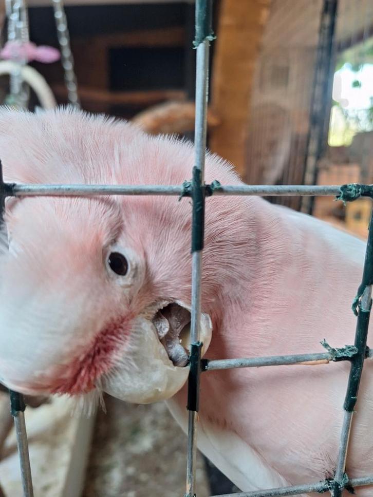 Cacatoes inka, Animaux & Accessoires, Oiseaux | Perruches & Perroquets, Perroquet, Mâle, Bagué