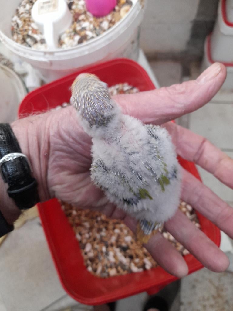 Pyrrhura  frontalis fallow, Dieren en Toebehoren, Vogels | Parkieten en Papegaaien, Geringd