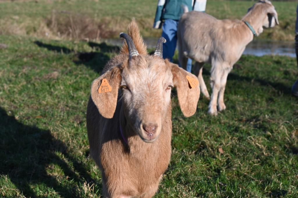 2 tamme nubische geiten (miekes) te koop, Dieren en Toebehoren, Schapen, Geiten en Varkens, Geit, Vrouwelijk, 0 tot 2 jaar