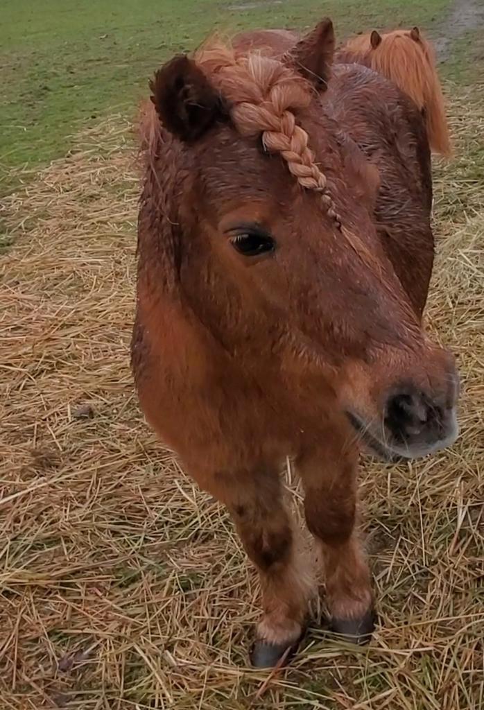 4 ever home gezocht voor leuke shetlander pony., Dieren en Toebehoren, Pony's, Merrie, B, A pony (tot 1.17m), Recreatiepony, 11 jaar of ouder