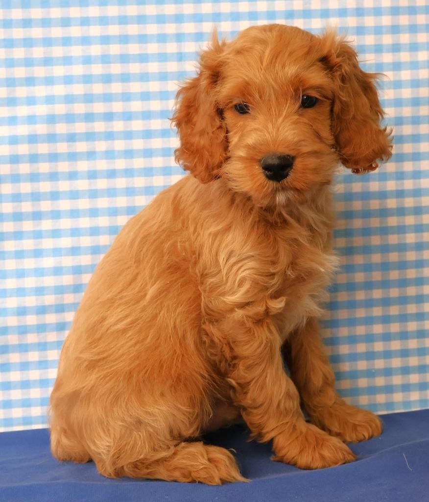 Supermooie Cockapoo pup!, 15 weken tot 1 jaar, Reu, Buitenland, Parvo