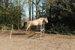 5 jarige D pony valk ruin, Dieren en Toebehoren, Pony's, Ruin, 3 tot 6 jaar, D pony (1.37m tot 1.48m), Met stamboom
