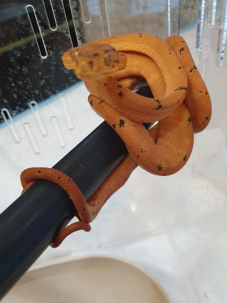 : Corallus Hortulanus Dalmatien caramel🍀, Animaux & Accessoires, Reptiles & Amphibiens, Serpent, 0 à 2 ans, Domestique