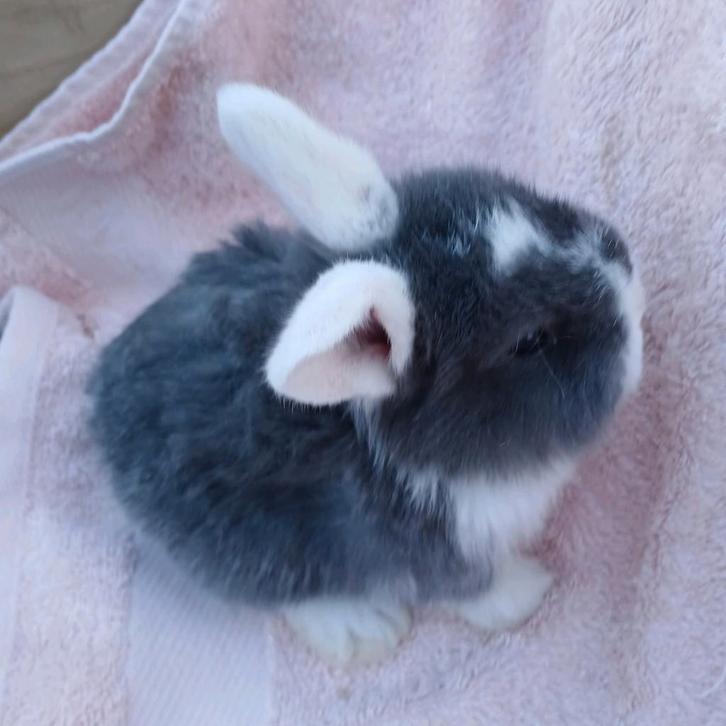 Hangoor dwergkonijn, Animaux & Accessoires, Lapins, Oreilles tombantes