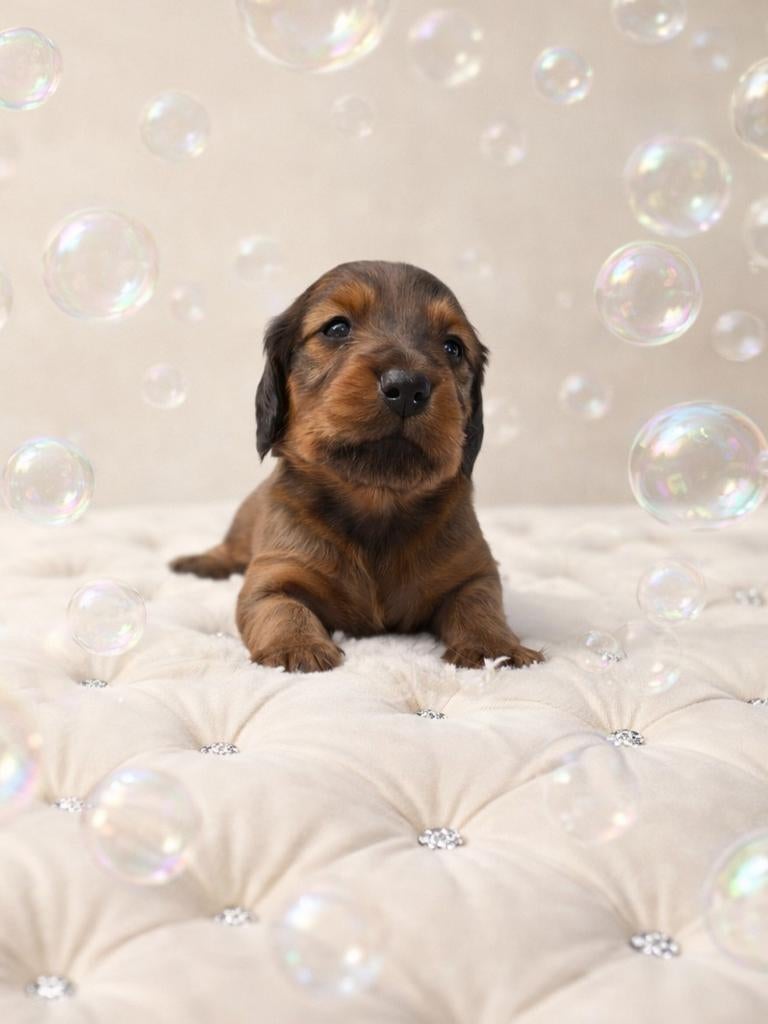 Zeer mooi  langhaar red shaded dwerg teckeltje, België, Parvo, Reu, 8 tot 15 weken