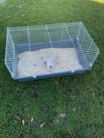 Konijntjes nederlandse hangoor, Meerdere dieren, Klein, Hangoor, 0 tot 2 jaar