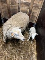 Ooi met boklam te koop