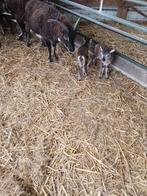 Moutons avec agneaux, Mouton