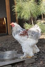Brahma Haan zalmkleur, Dieren en Toebehoren, Pluimvee, Mannelijk, Kip