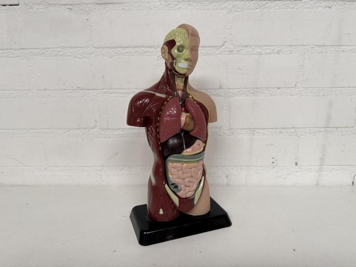 Anatomisch Model, Antiek en Kunst, Curiosa en Brocante