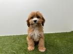 Chiots Cavapoo, Hépatite contagieuse (maladie de Rubarth), Plusieurs, Belgique, Plusieurs animaux