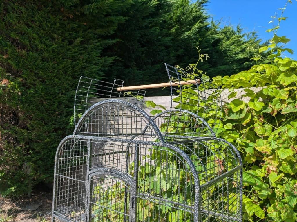 journées d'achat de cages à perroquets, Enlèvement