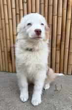 Prachtige australische herder teefjes, België, 8 tot 15 weken, Meerdere, Meerdere dieren