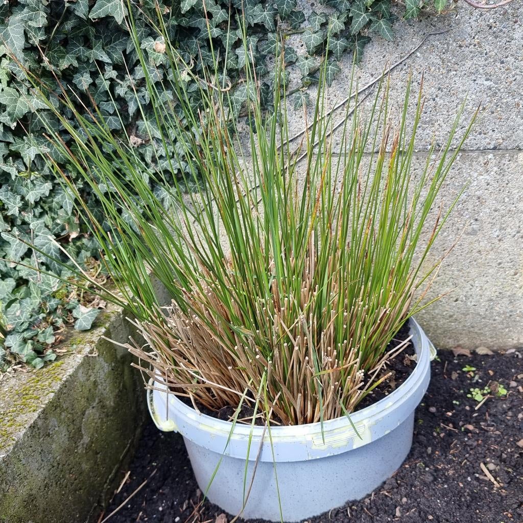 Grote meerjarige tuinplant Juncus effusus in grote kweekpot, Enlèvement ou Envoi, Plante fixe