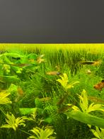 Mix guppy/endler M/V, Animaux & Accessoires, Poissons | Poissons d'aquarium, Poisson, Poisson d'eau douce
