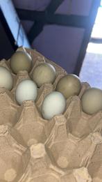 Kleur leg eieren, Dieren en Toebehoren, Ophalen, Zo goed als nieuw
