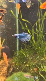 Betta man splenden s crown, Poisson, Poisson d'eau douce