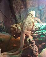 Baardagaam Zero Man, Animaux & Accessoires