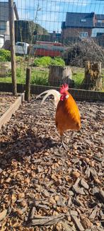 Friese hoen kriel haan, Mâle, Poule ou poulet