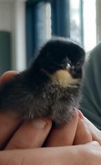 Kuikens Marans koperhals, Dieren en Toebehoren, Pluimvee, Vrouwelijk, Kip